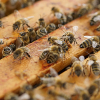 Kopie návrhu Kopie návrhu Homeopatie (1)_small